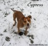 Cypress-is-an-extra-Bully-APBT-2.jpg