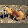 OFRN American Pit Bull Terrier Puppy Cypress.jpg