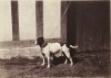 Bull Terrier 1863.jpg