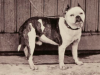 Old_English_Bulldog_with_cropped_ears,_1863._"Spoh"._2.png