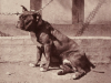 An_Old_English_Bulldog_with_prick_ears,_1863._"Bull".2.png