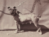 400px-02._Old_English_Bulldog,_1863._Paris,_France._2.png