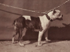 640px-01._Old_English_Bulldog_with_prick_ears._1863._Paris.png