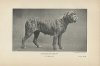 Mastiff-Named-Champion-Dog-Old-Antique-1904-Print.jpg