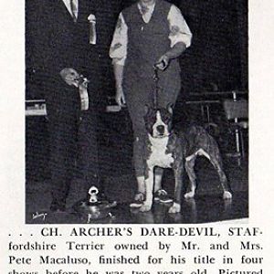 Ch. Archer's Dare Devil, an American Staffordshire Terrier